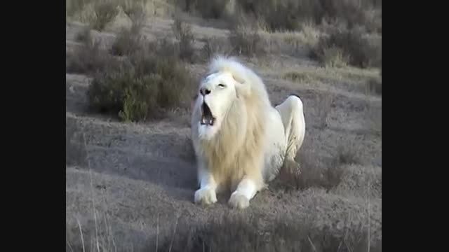 شیر سفید_albino lion