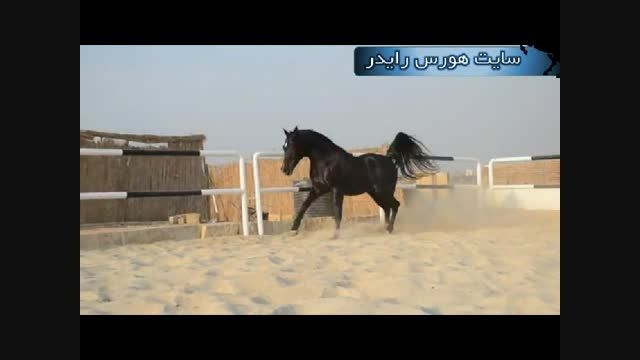 اسب عربی سیاه (بسیار زیبا و دیدنی)
