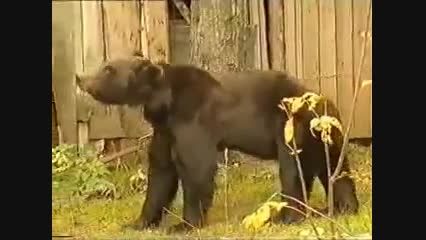 با خرس بازی میکنن؟