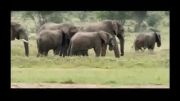تاجران عاج و کشتار بی رحمانه فیل ها