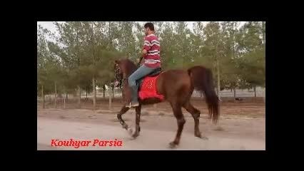 اسب کوهیار پارسیا عرب خالص ایرانی