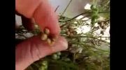 coriander seed-گشنیز