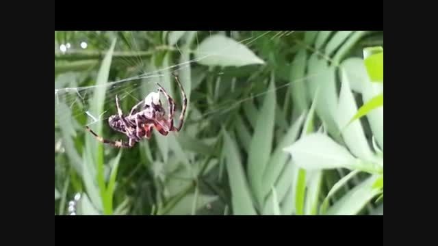 عنکبوت بزرگ در جنگل های گلستان