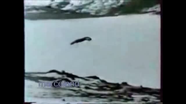 شکار گرگ با عقاب در قزاقستان