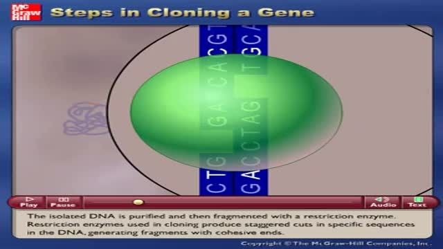 Cloning gene