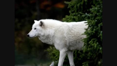 موزیک بی کلام ویولن&diams;&diams;.::Alone Wolf Track::.&diams;&diams;