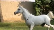 مادیان عرب:سمنگان(مبارک*صفا) اسب