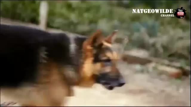 دانلود فیلم حمله سگ ها به انسان