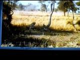 چیتا کشی توسط شیرهای نر
