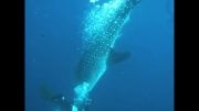 حمله كوسه نهنگ به انسان