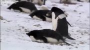 پنگوئن سارق...خیلی جالبه