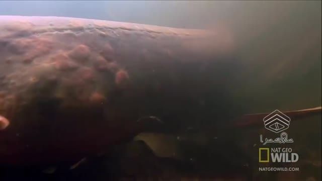 ماهی الکتریکی (مارماهی شگفت انگیز)