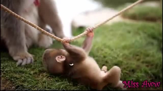 بازی کردن میمون با طناب