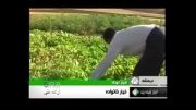 خیار 35 کیلویی در کرمانشاه