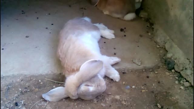خواب عمیق خرگوش :)) خیلی  باحاله
