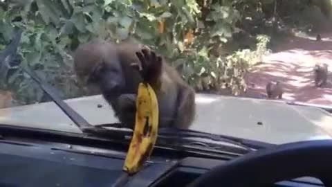 سرکار گذاشتن میمون بیچاره