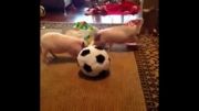 توپ بازی بچه خوکها!!