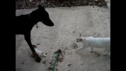 گربه مادر از بچش در مقابل دوبرمن دفاع میكند!