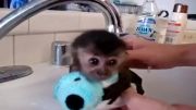 حمام کردن یه میمون فسقلی
