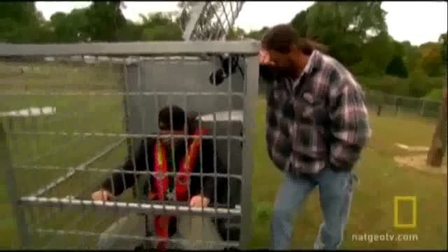حمله خرس قهوه ای به یک انسان در قفس