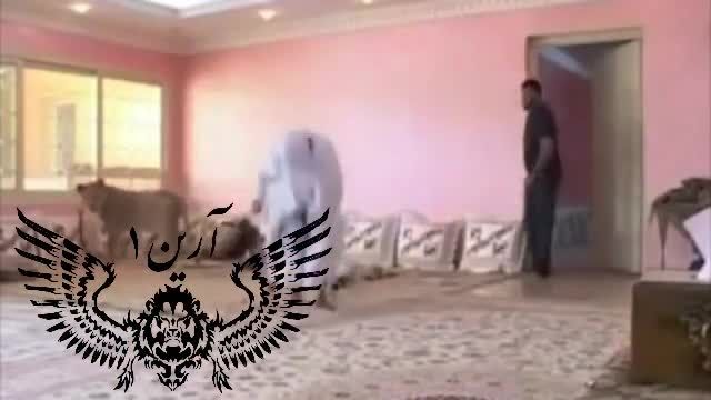 دوربین مخفی عرب قلیون و شیر درنده