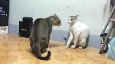 دعوای عجیب و وحشیانه گربه ها
