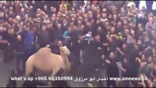 ایران - حادثه ای بد برای عزاداران هنگام قربانی کردن شتر
