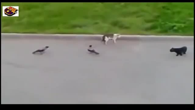 دخالت کردن پرنده ها در دعوای گربه ها