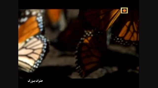 مستند حشرات بزرگ با دوبله فارسی