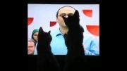 عکس العمل گربه ها به برنانه خندوانه