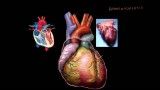 Heart Disease and Heart Attacks بیماری های قلبی و حمله قلبی