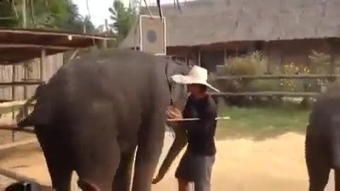 رقص جالب فیل