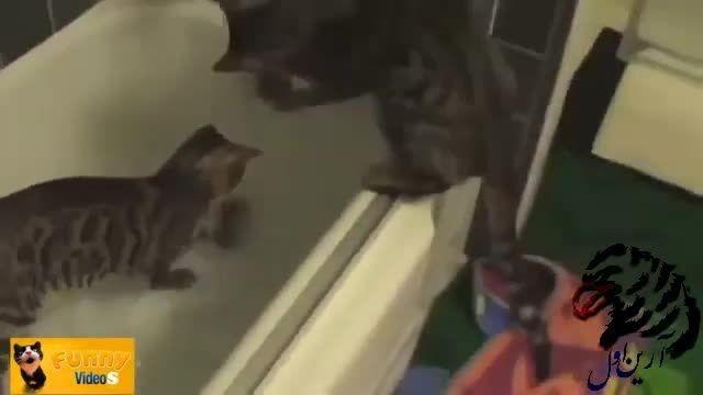 آبتنی کردن گربه
