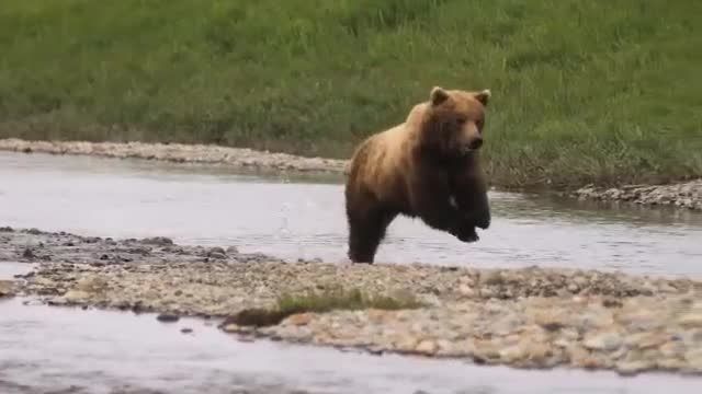 ویدیویی بسیار زیبا از خرس گریزلی
