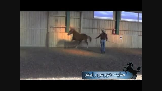 آموزش رام کردن اسب ( بسیار جالبه )