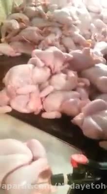 مرغ هاى بسته بندى نخرید!
