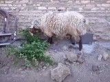 عجب گوسفند چاقیه !!!