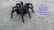 ربات عنکبوت T8 برای وحشت آفرینی بازار می آید