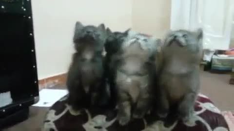 گربه ها همه آماده اَكشِن