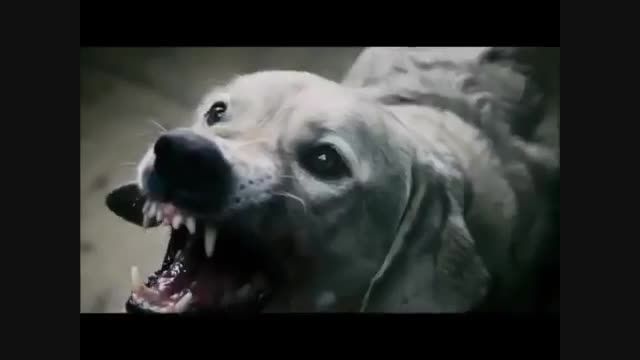 ویدئویی جالب از نبرد انسان با سگ