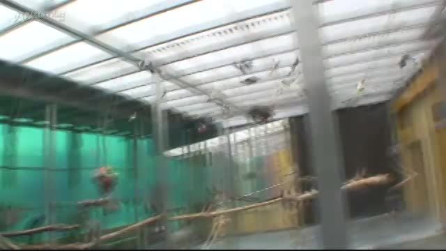 مرکز نگهداری و آموزش طوطی سانان در آلمان 4