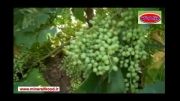 افزایش باردهی انگور، شهرستان خنداب، استان مرکزی