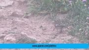 سهره جنگلی Common Chaffinch