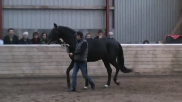 Danish Warmblood Horse