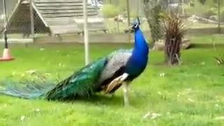 لحظه زیبای باز شدن پر طاووس