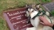 بی تابی و گریه سگ، مظهر وفا در کنار قبر صاحبش....:(((((