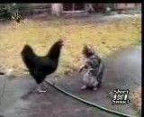 دعوای گربه و مرغ !!!