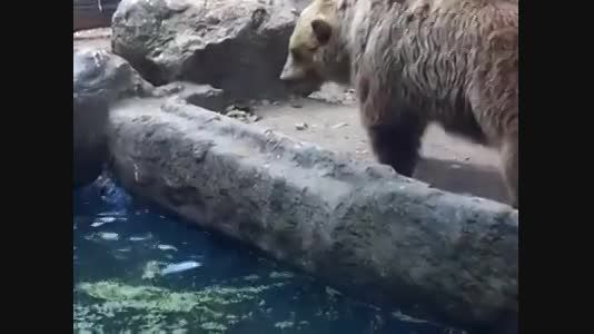 خرس ناجی