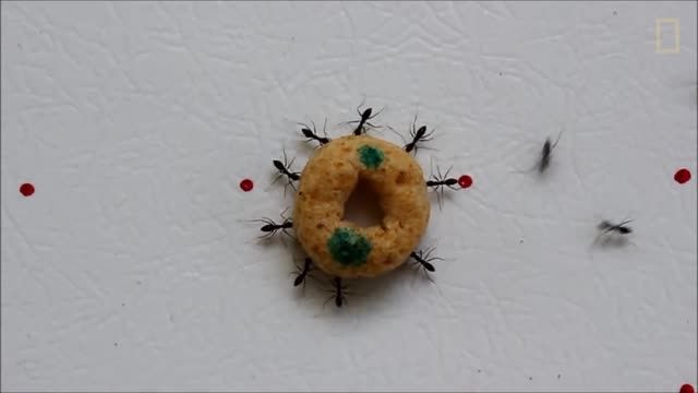 مورچه های دیوانه!