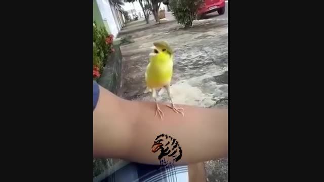 صدای بسیار شاد پرنده